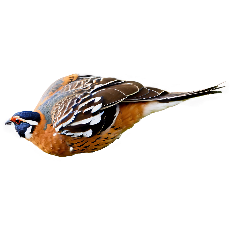 Flying Quail Image Png Xud60