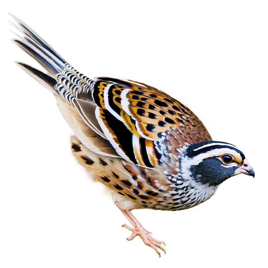 Flying Quail Image Png Ymh