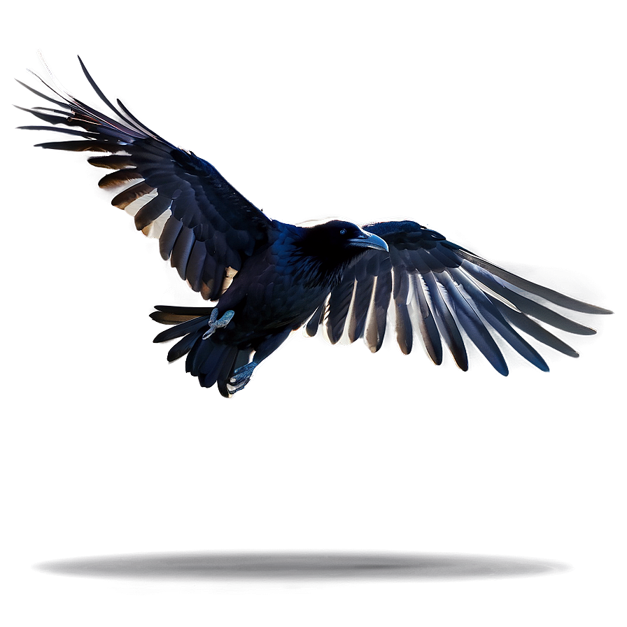 Flying Raven Png 05062024