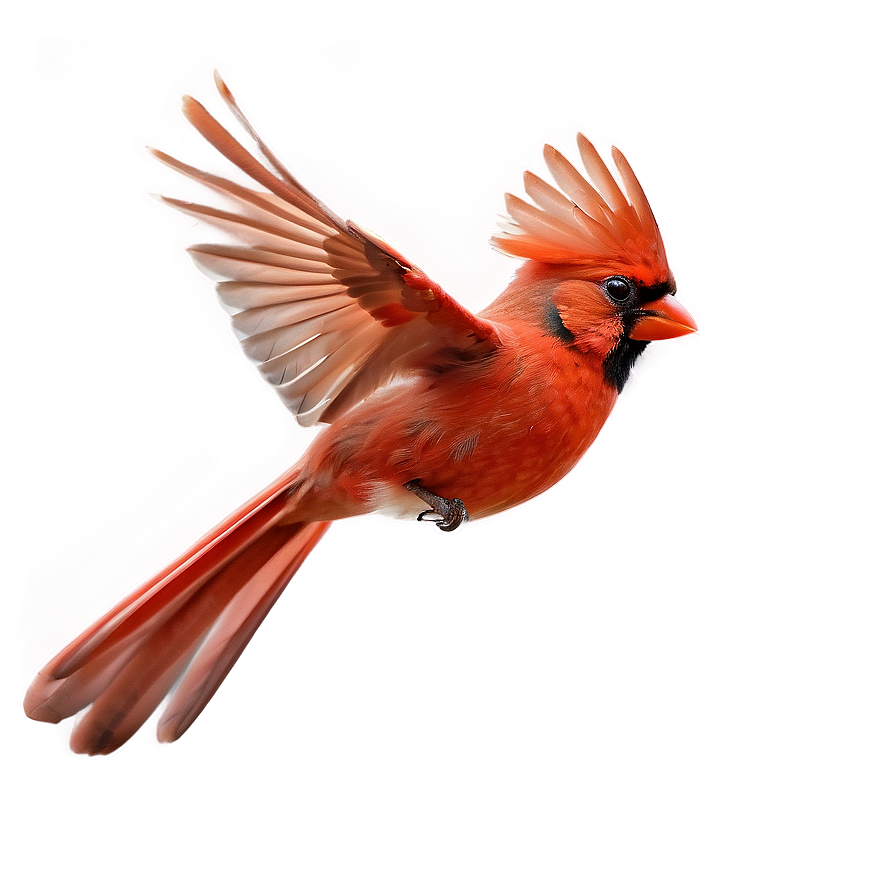 Flying Red Cardinal Bird Png 1