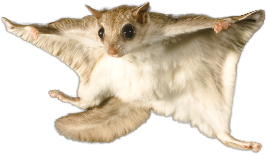 Flying Squirrel In Mid Glide