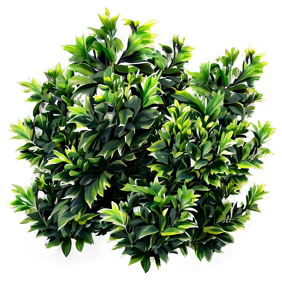 Foliage Shrubs Png 47