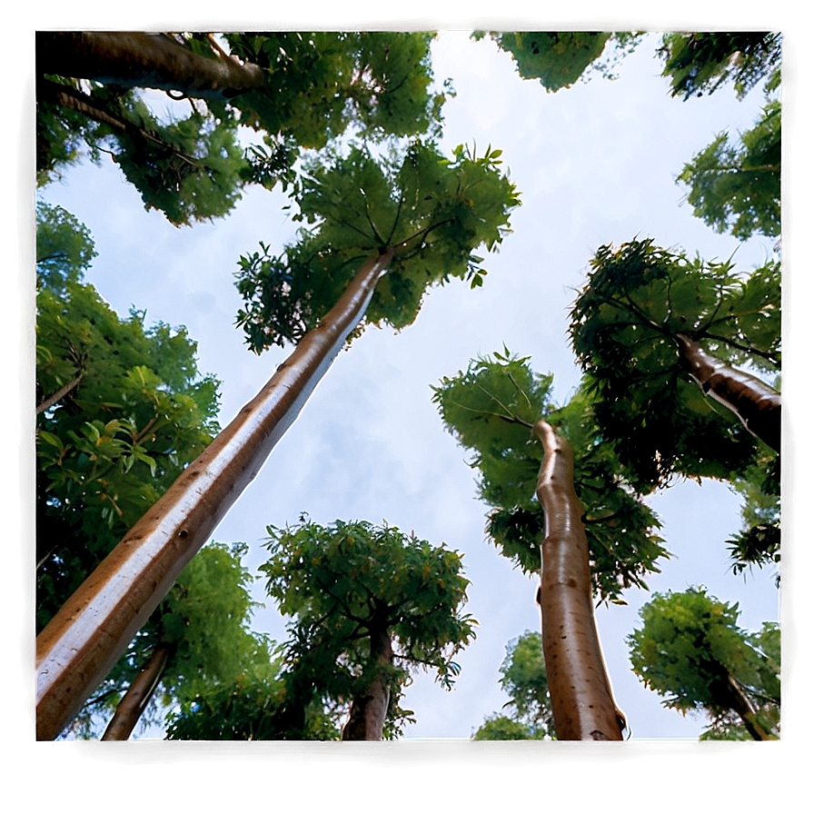 Forest Canopy From Below Png 12