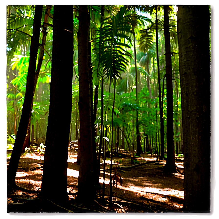 Forest Clearing Sunshine Png Eem66