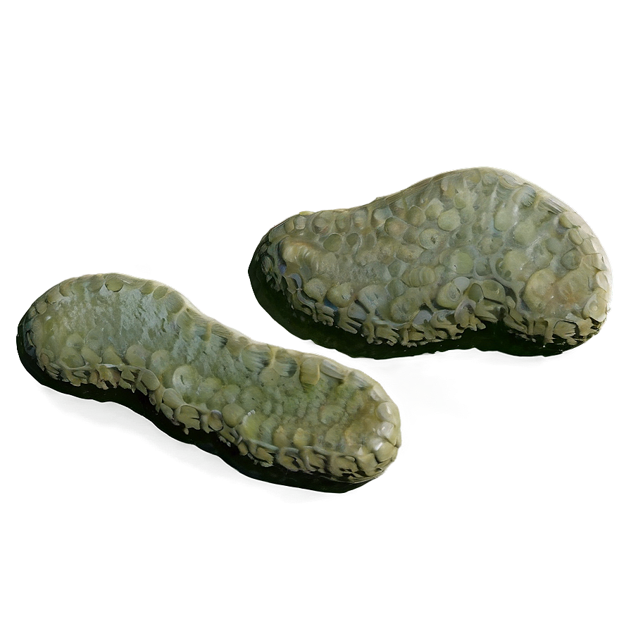 Fossilized Algae Png Mtx