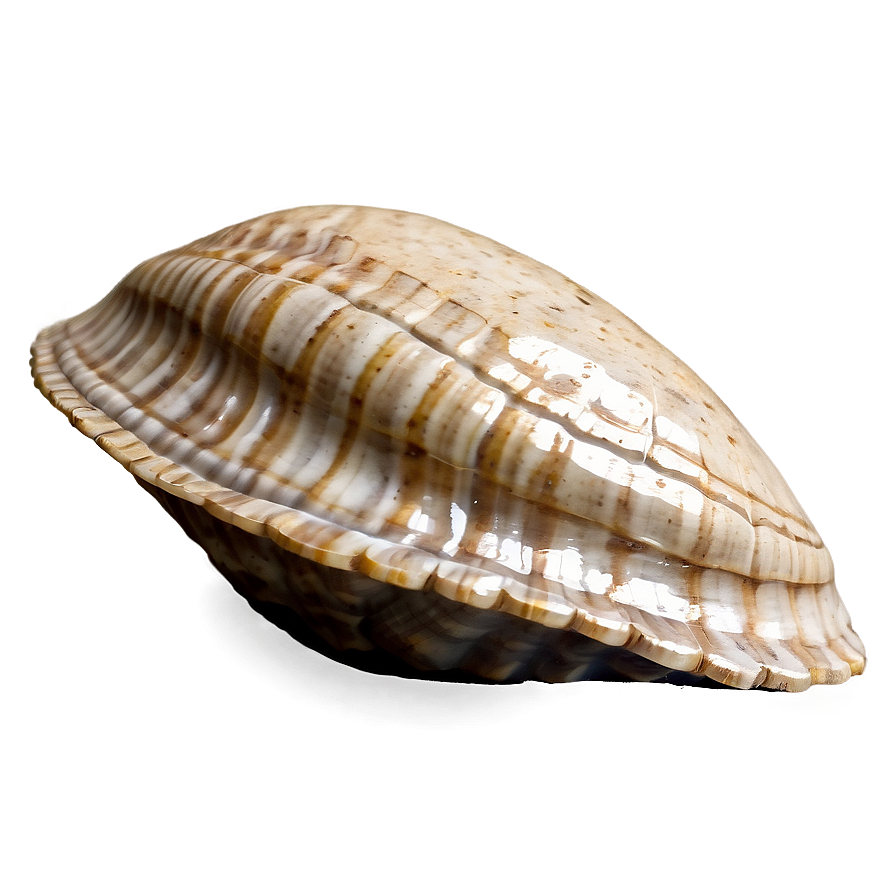 Fossilized Clam Png 06122024