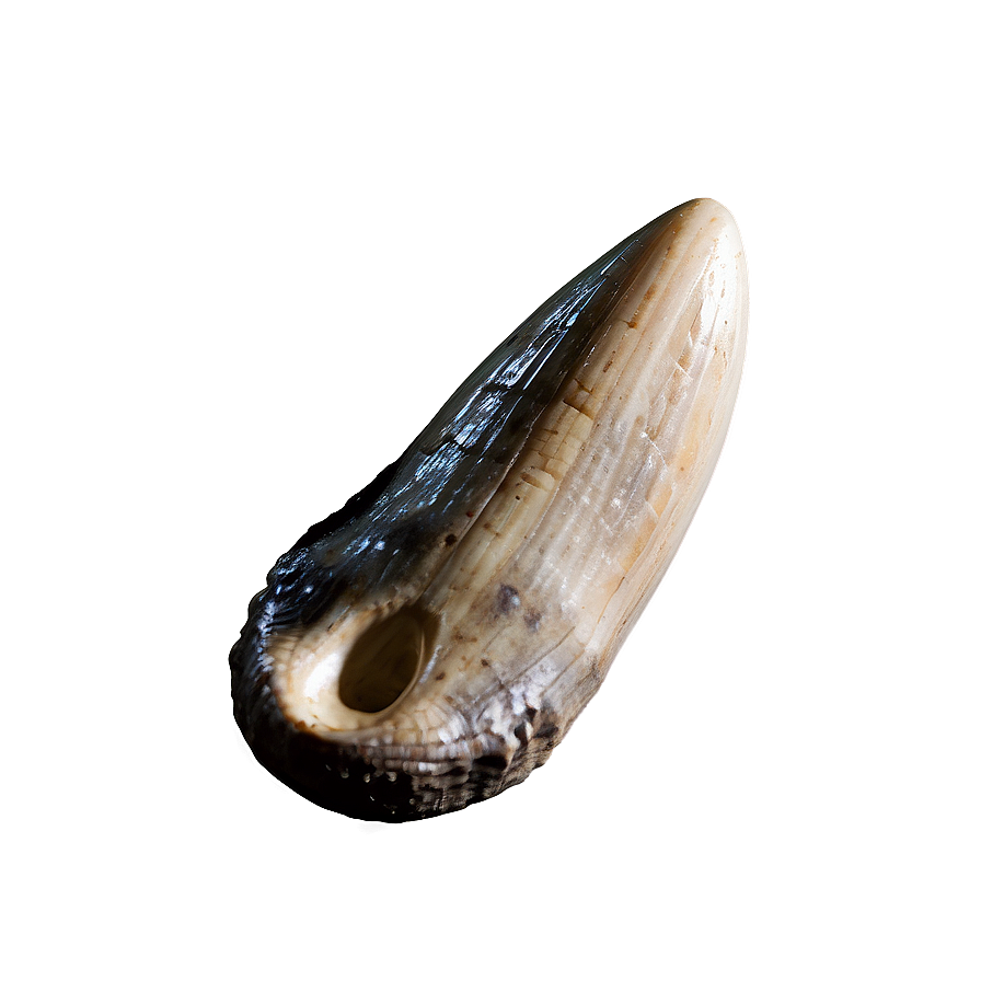 Fossilized Dinosaur Tooth Png 06122024