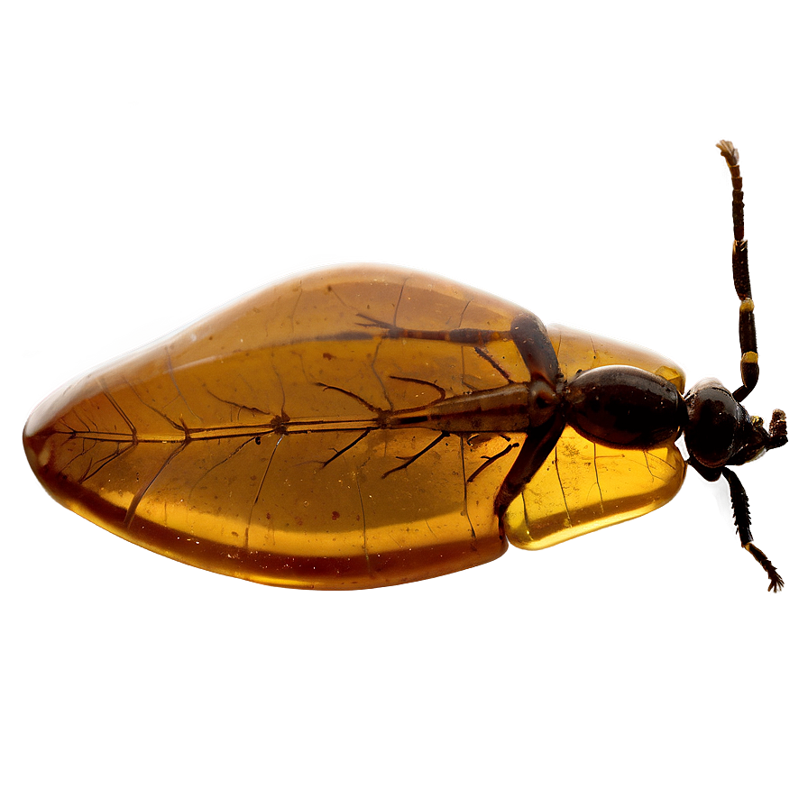 Fossilized Insect Amber Png Pmy25