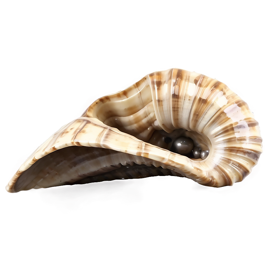 Fossilized Seashell Png 06122024