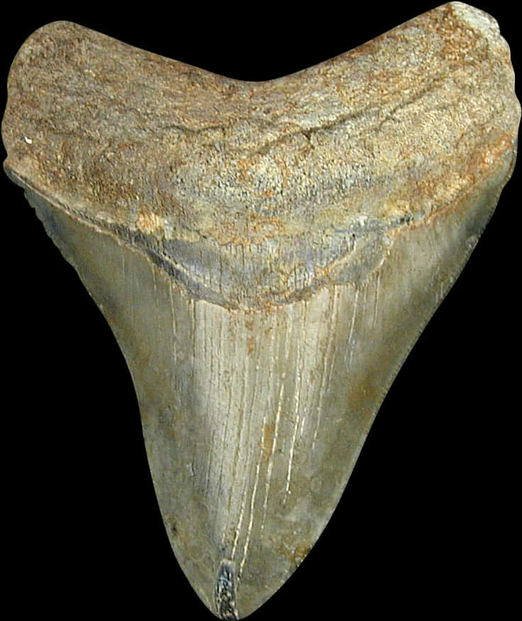 Fossilized Shark Tooth