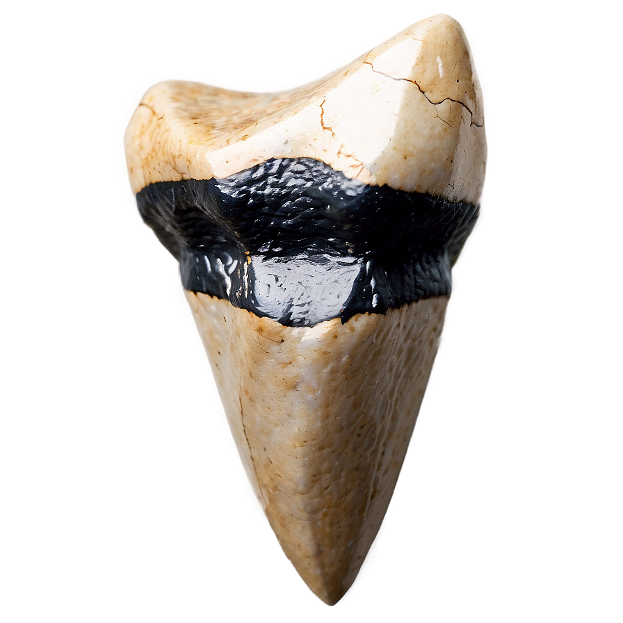 Fossilized Shark Tooth Png 06122024