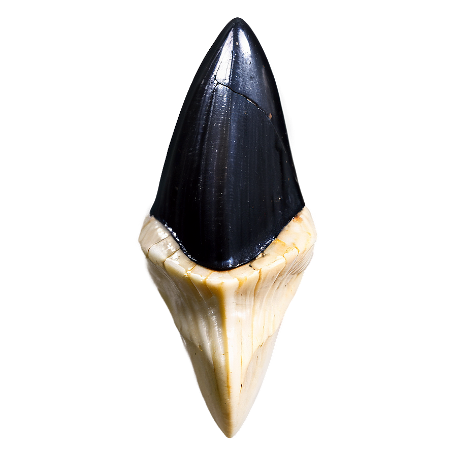 Fossilized Shark Tooth Png 15