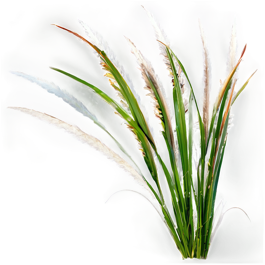 Fountain Grass Png 77