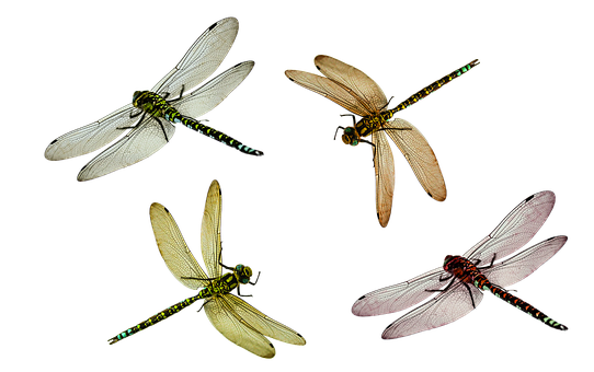 Four Dragonflies Black Background