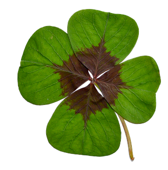 Four Leaf Cloveron Black Background.jpg