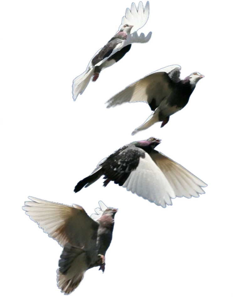 Four Pigeons In Flight