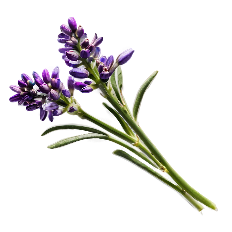 Fragrant Herb Png 06272024