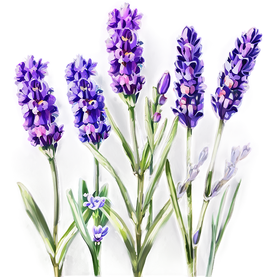 Fragrant Lavender Png 06132024