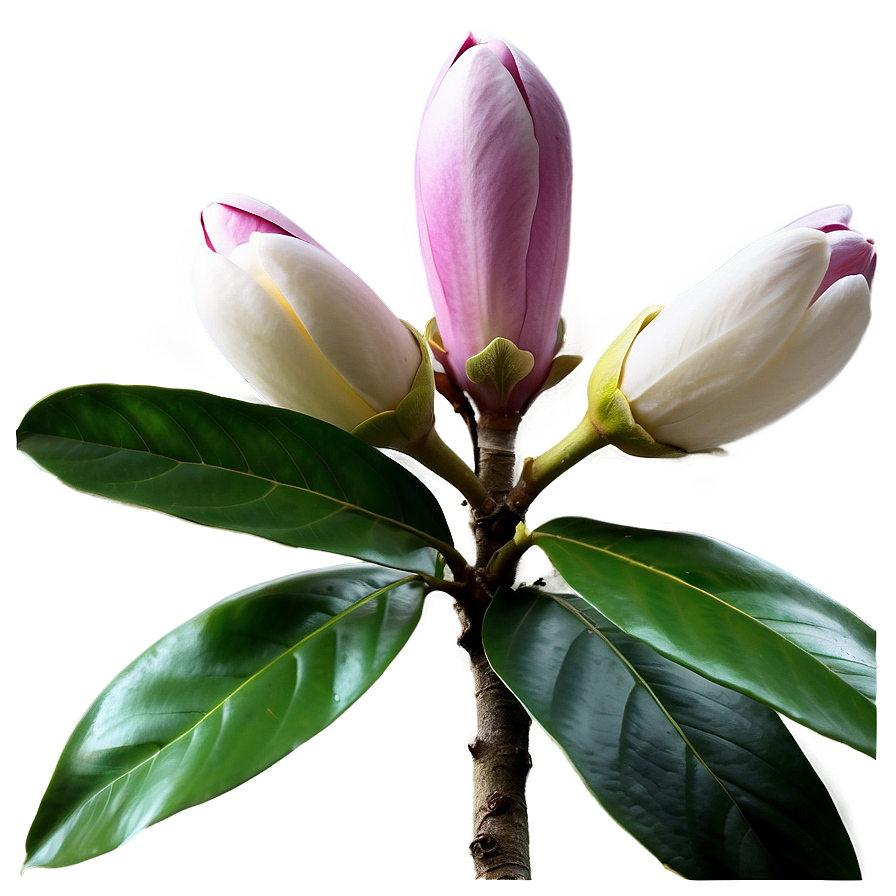 Fragrant Magnolia Garden Png 06252024