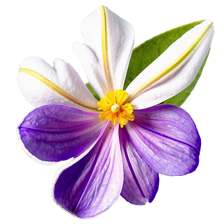 Fragrant Spring Flower Png Cin