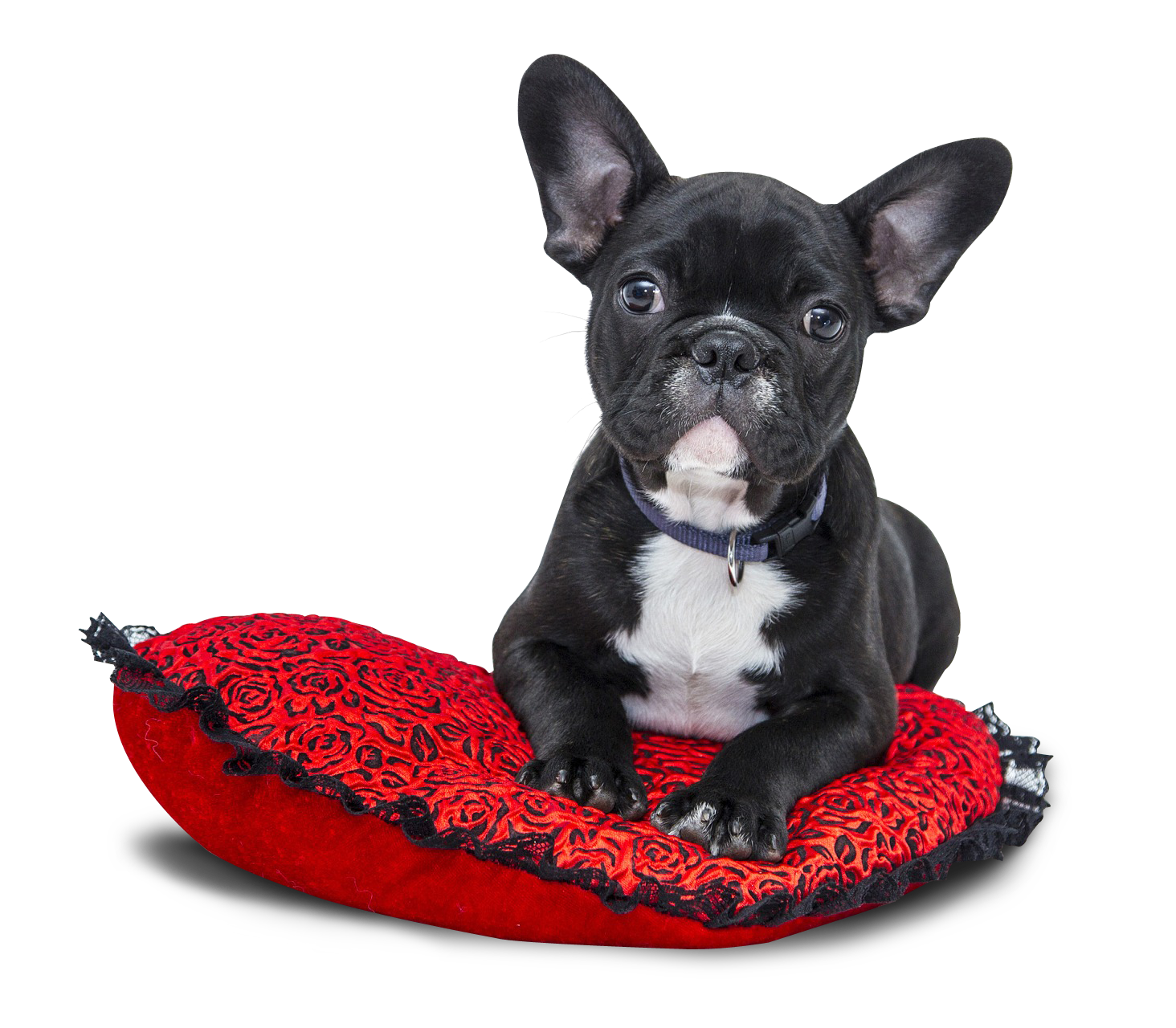 French Bulldogon Red Cushion