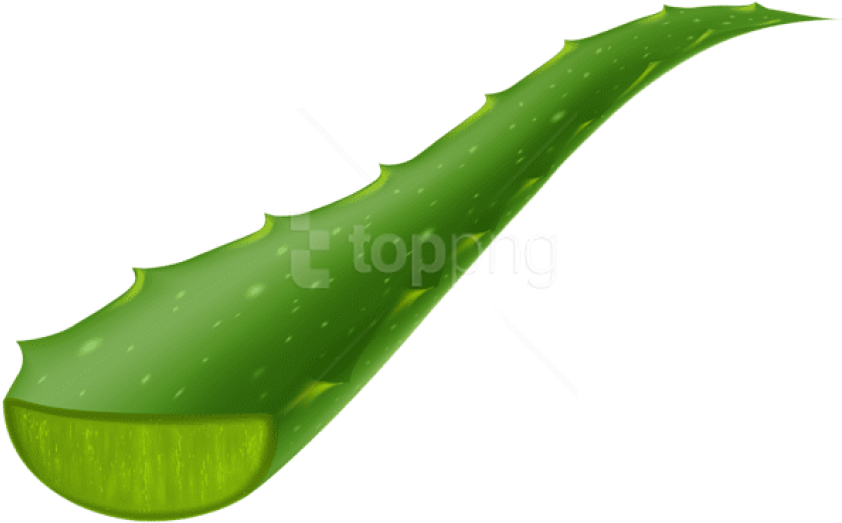 Fresh Aloe Vera Leaf.png