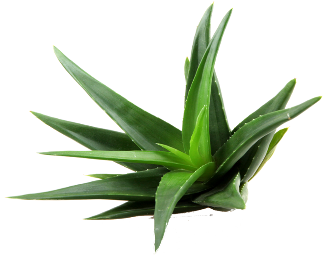 Fresh Aloe Vera Plant P N G