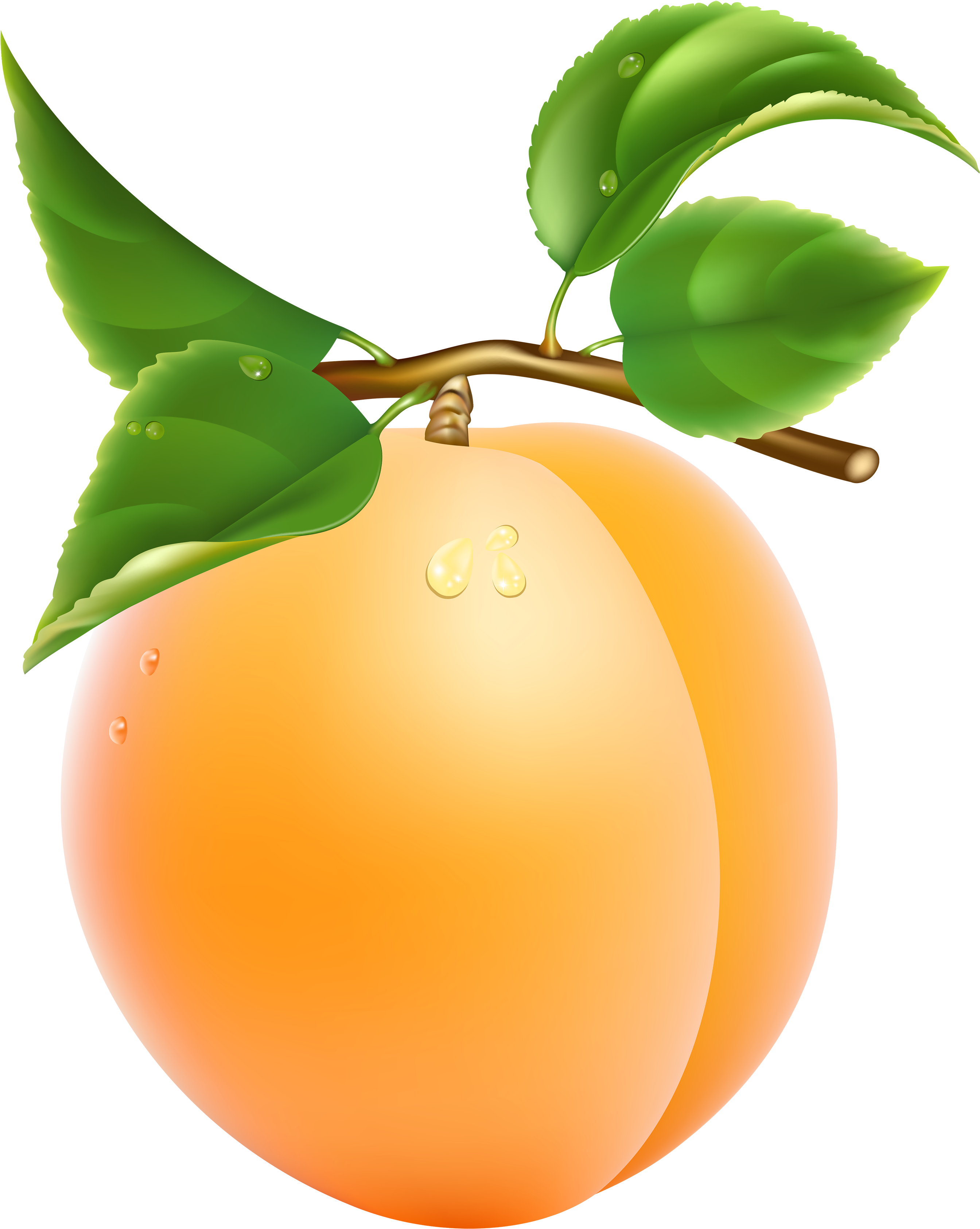 Fresh Apricot With Dew Drops