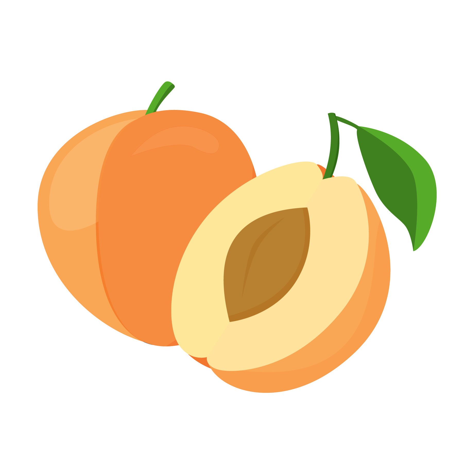 Fresh Apricotand Half Cut Vector