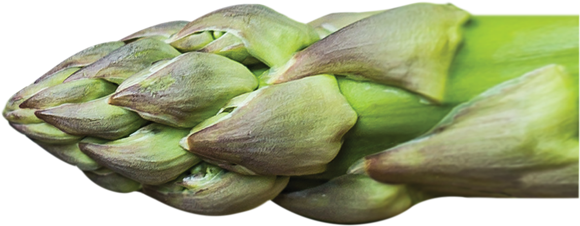 Fresh Artichoke Closeup