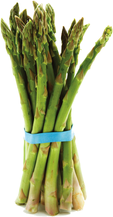 Fresh Asparagus Bunch Isolated