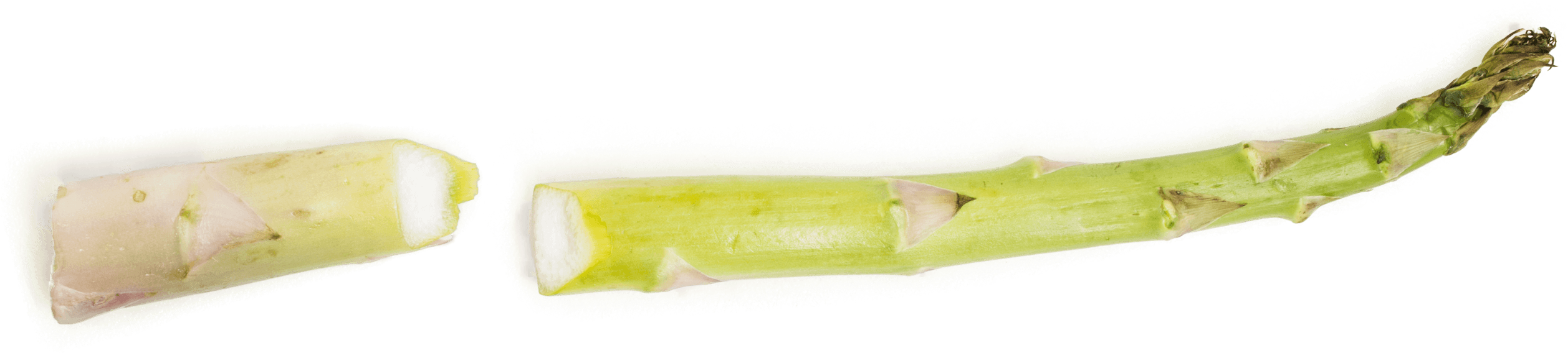 Fresh Asparagus Stalk Cut Transparent Background