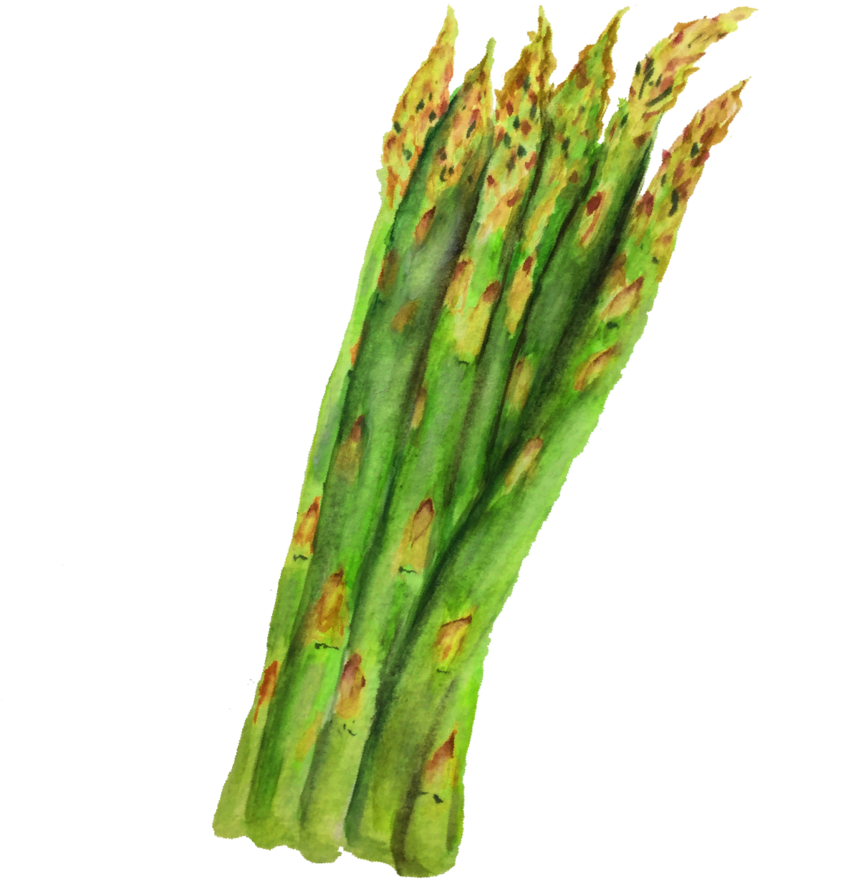 Fresh Asparagus Watercolor Illustration