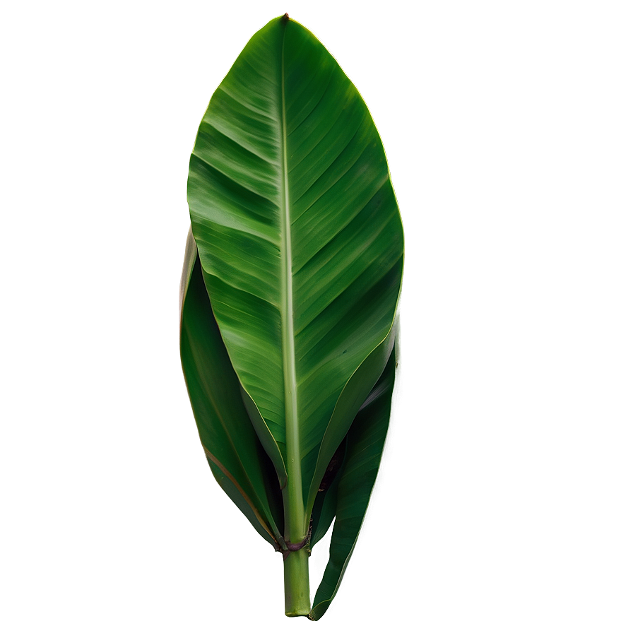 Fresh Banana Leaf Png 06232024