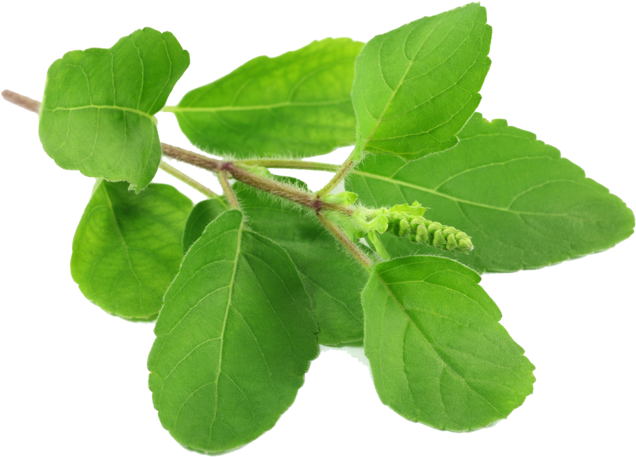 Fresh Basil Leaves Transparent Background