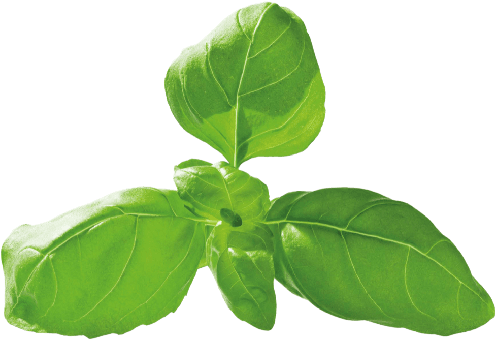 Fresh Basil Leaves Transparent Background