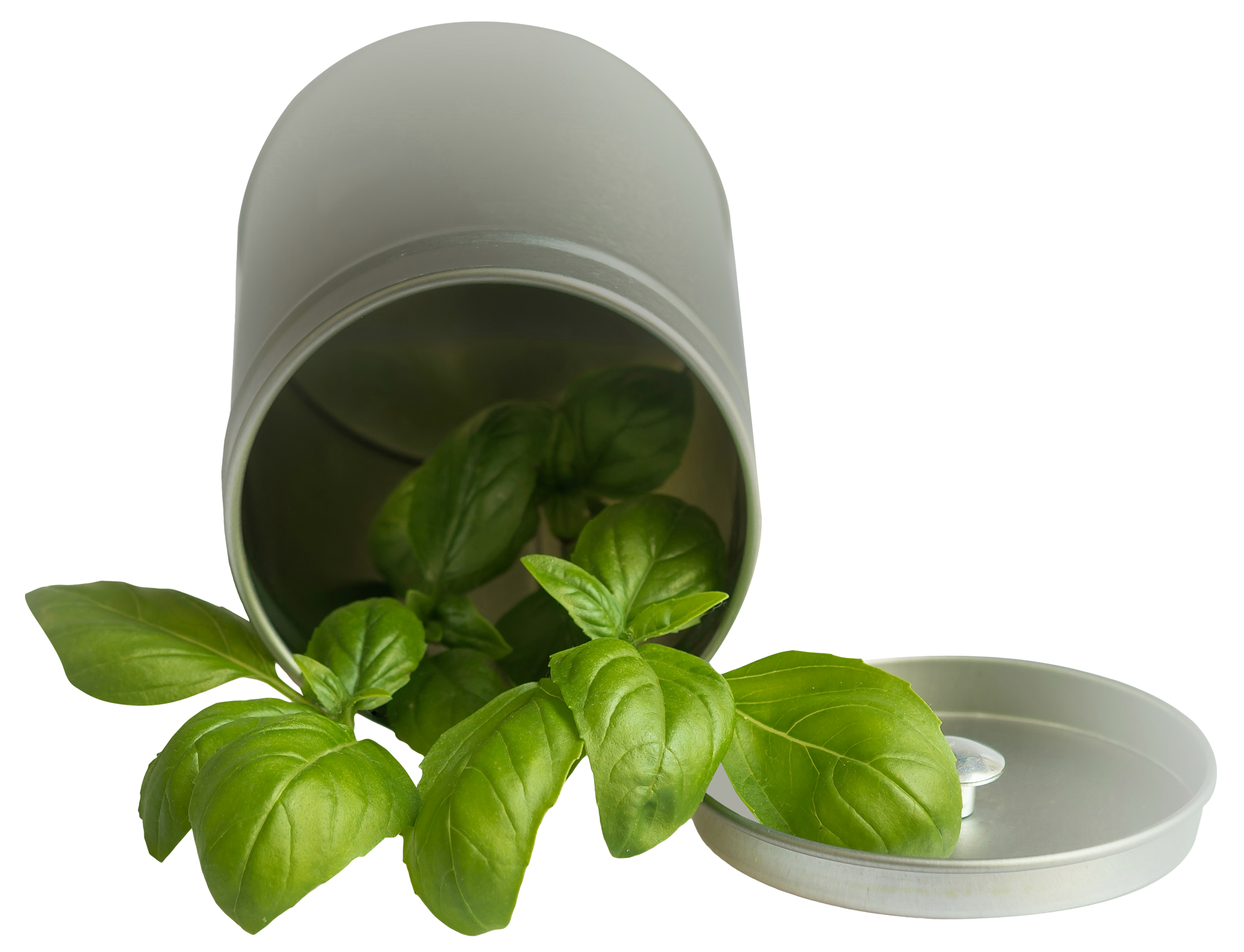 Fresh Basil Leavesin Container