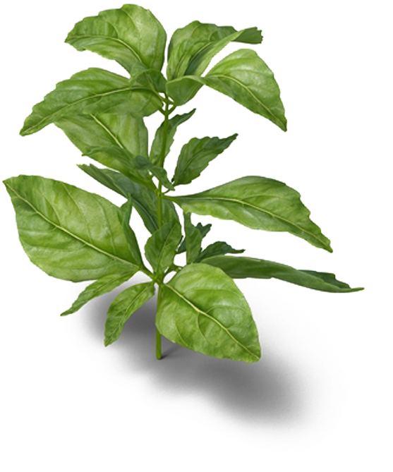 Fresh Basil Plant Isolated.png