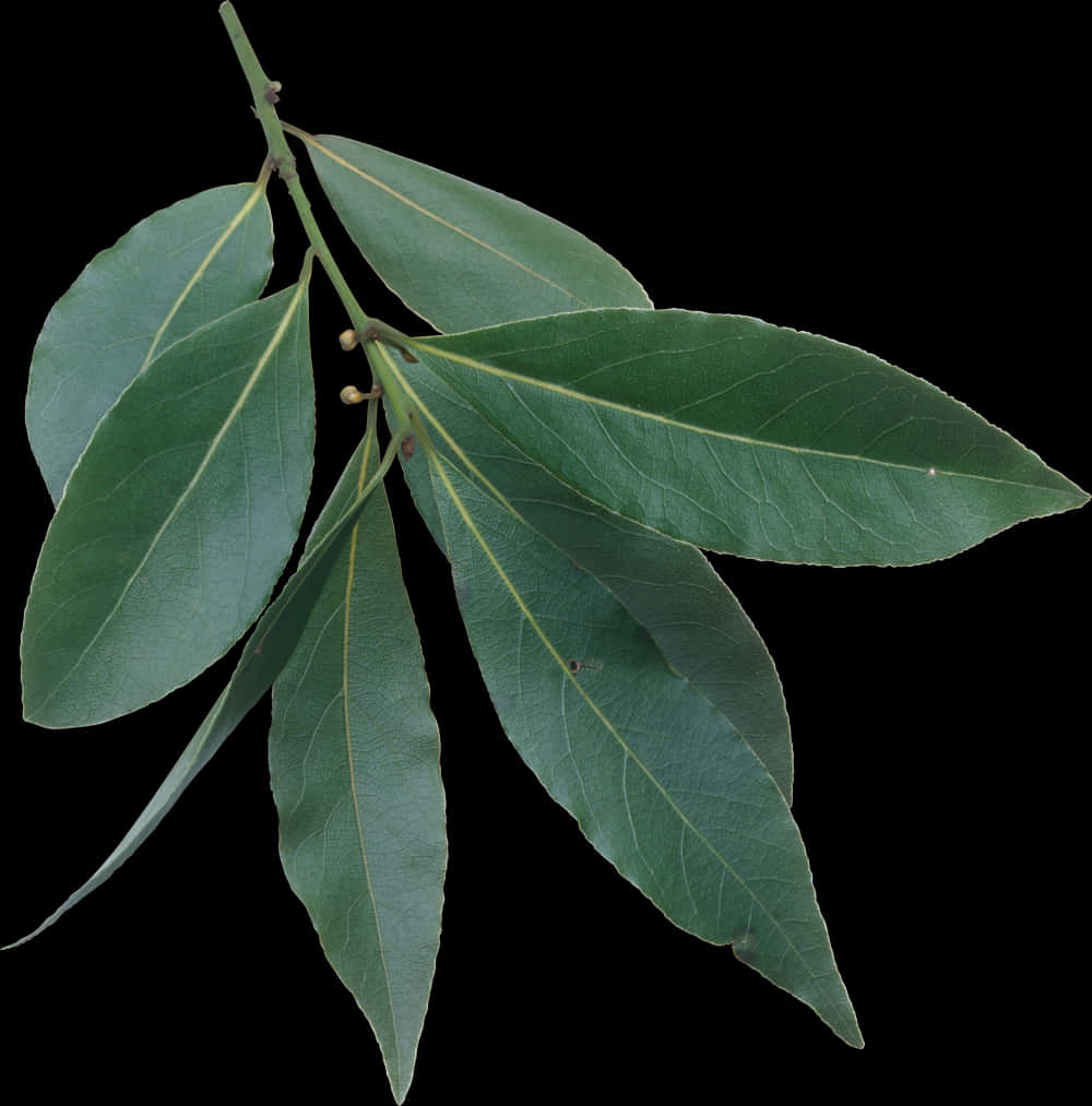 Fresh Bay Leaves Branch