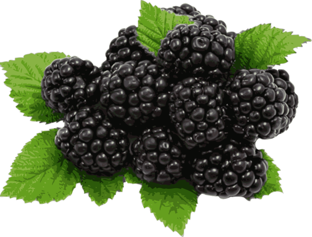 Fresh Blackberries Cluster