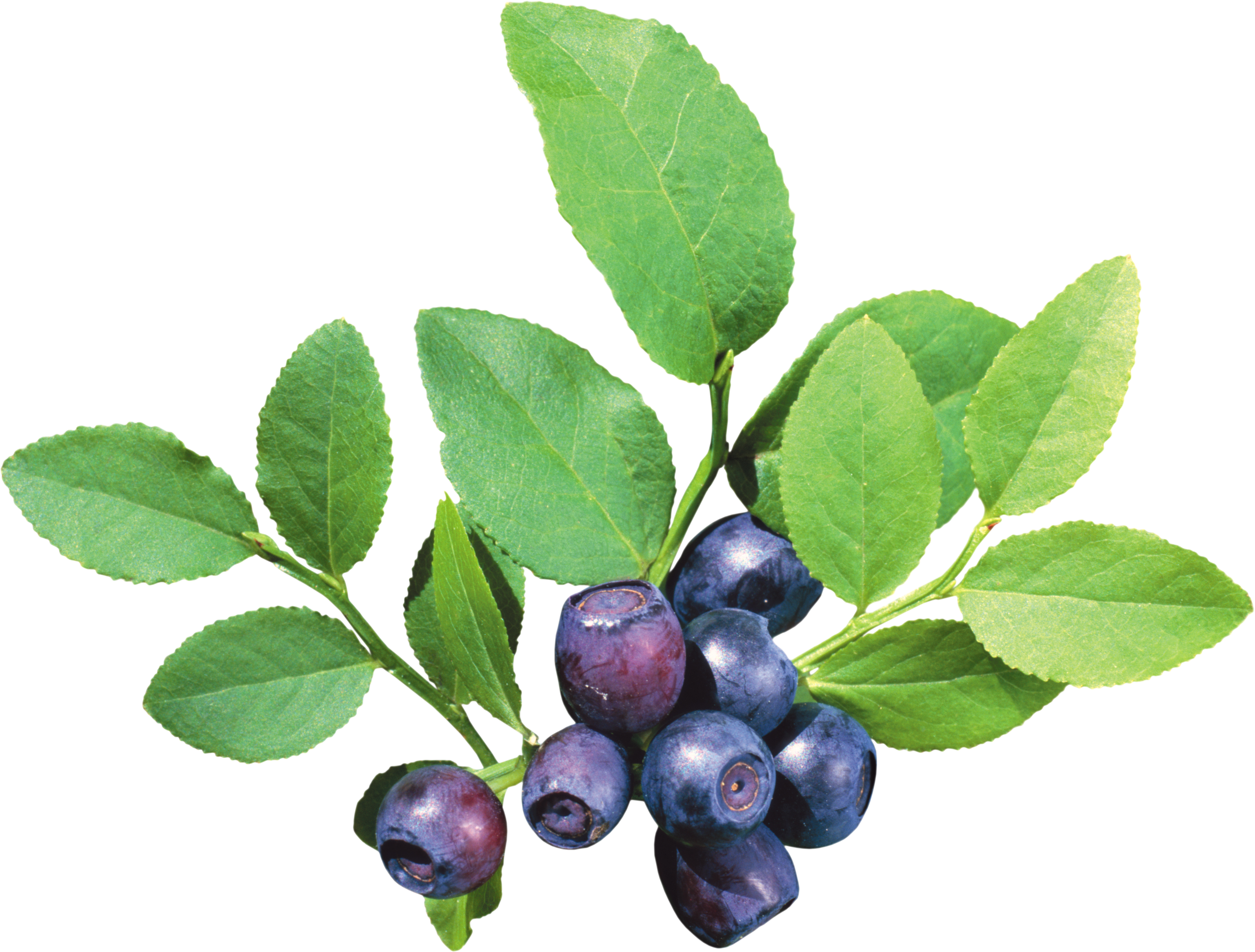 Fresh Blueberries With Leaves