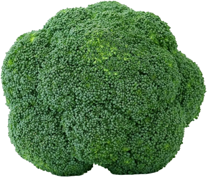 Fresh Broccoli Closeup