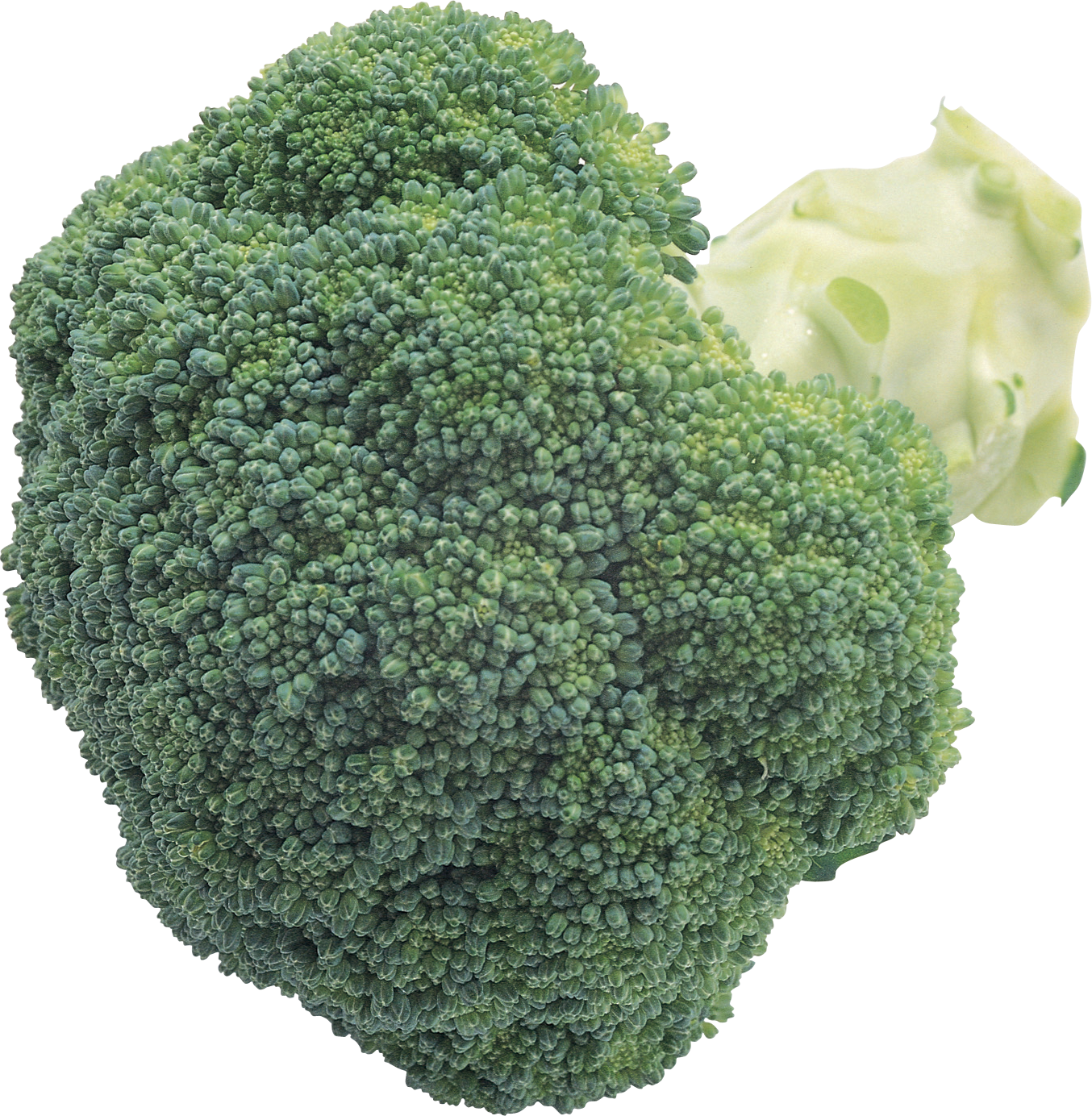 Fresh Broccoli Closeup.png