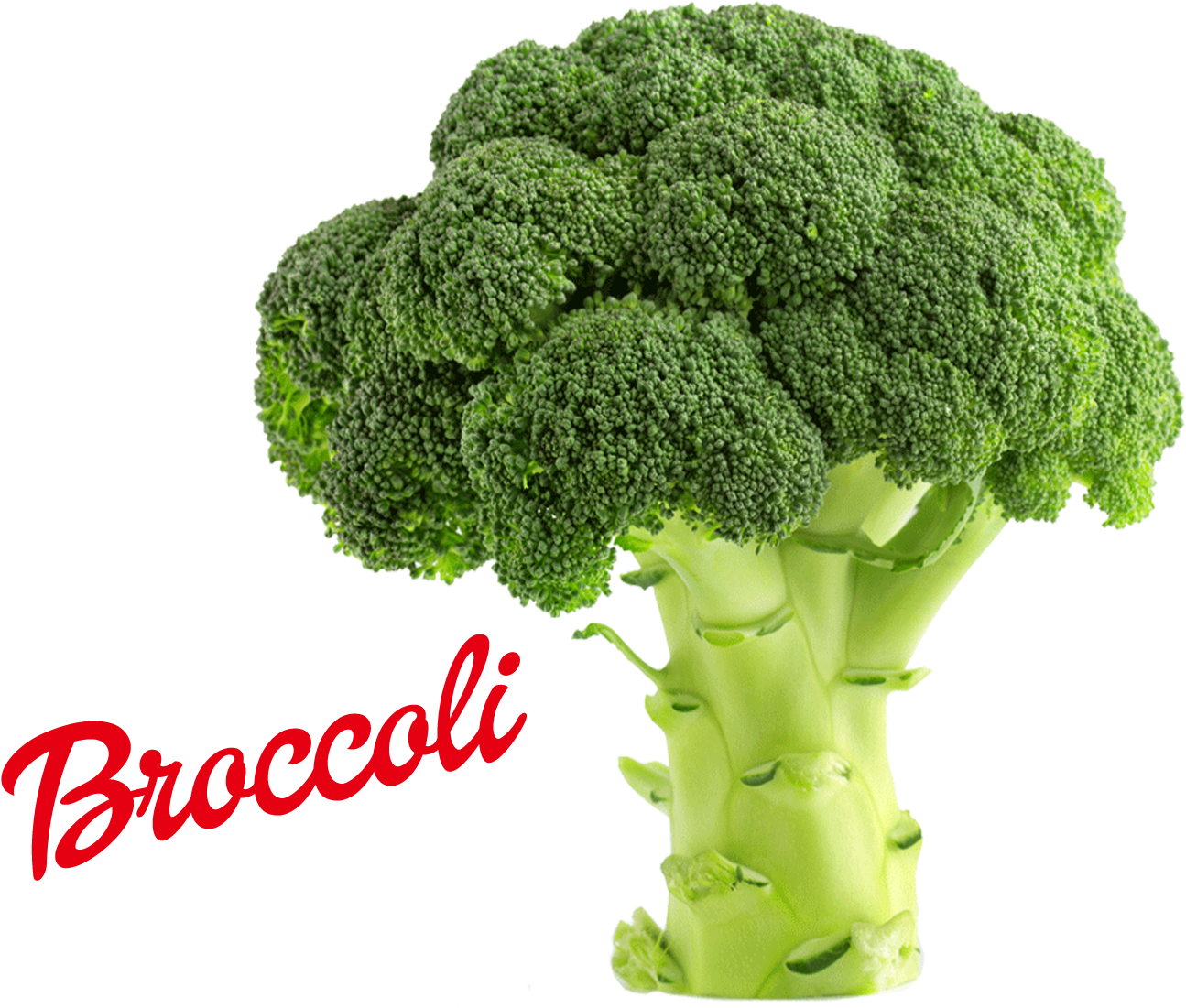 Fresh Broccoli Isolated