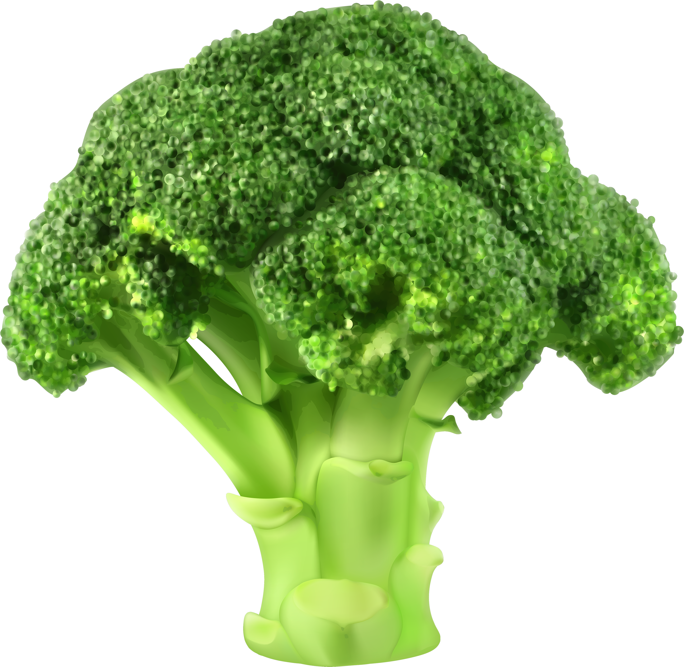 Fresh Broccoli Isolated.png