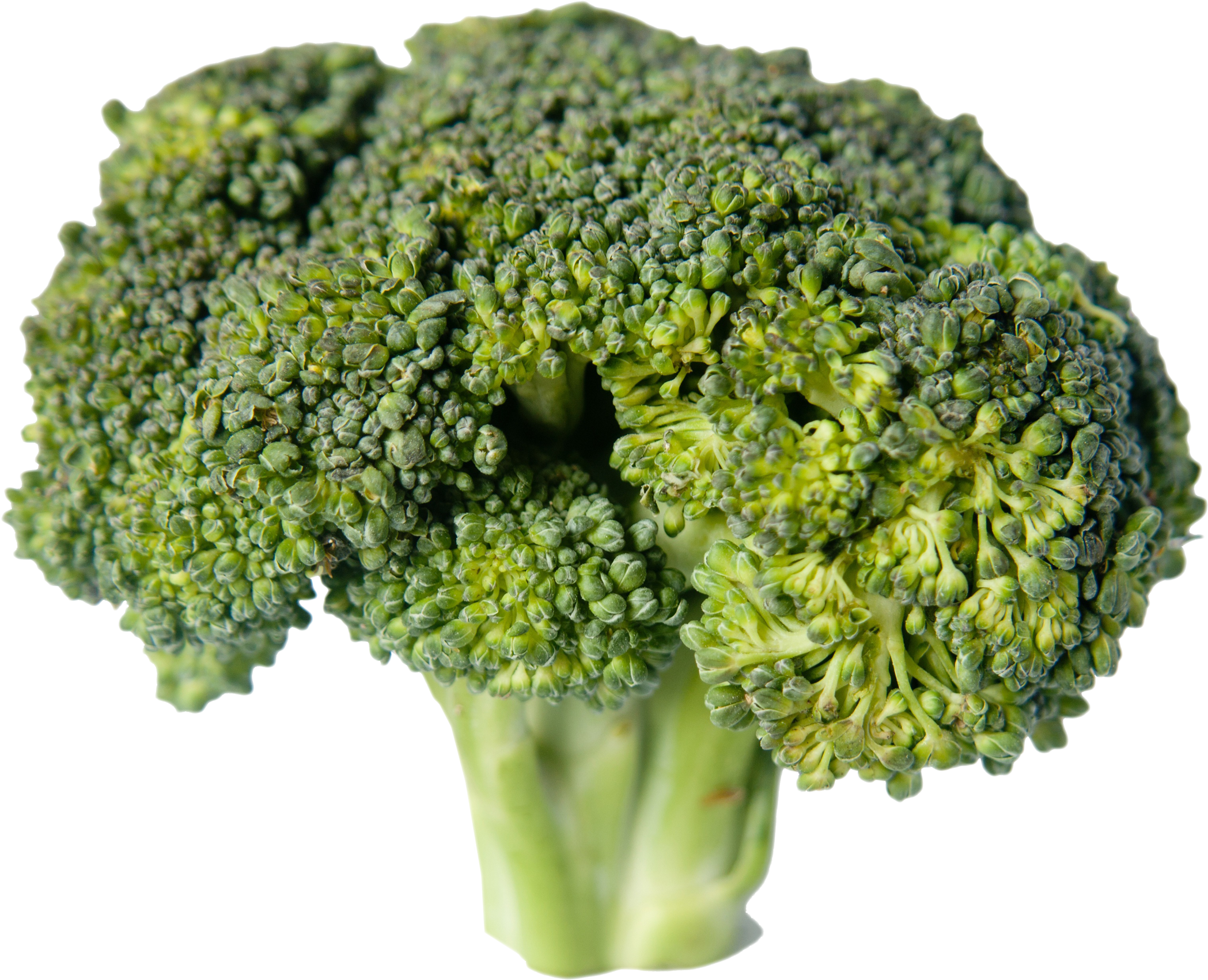 Fresh Broccoli Isolatedon Transparent Background