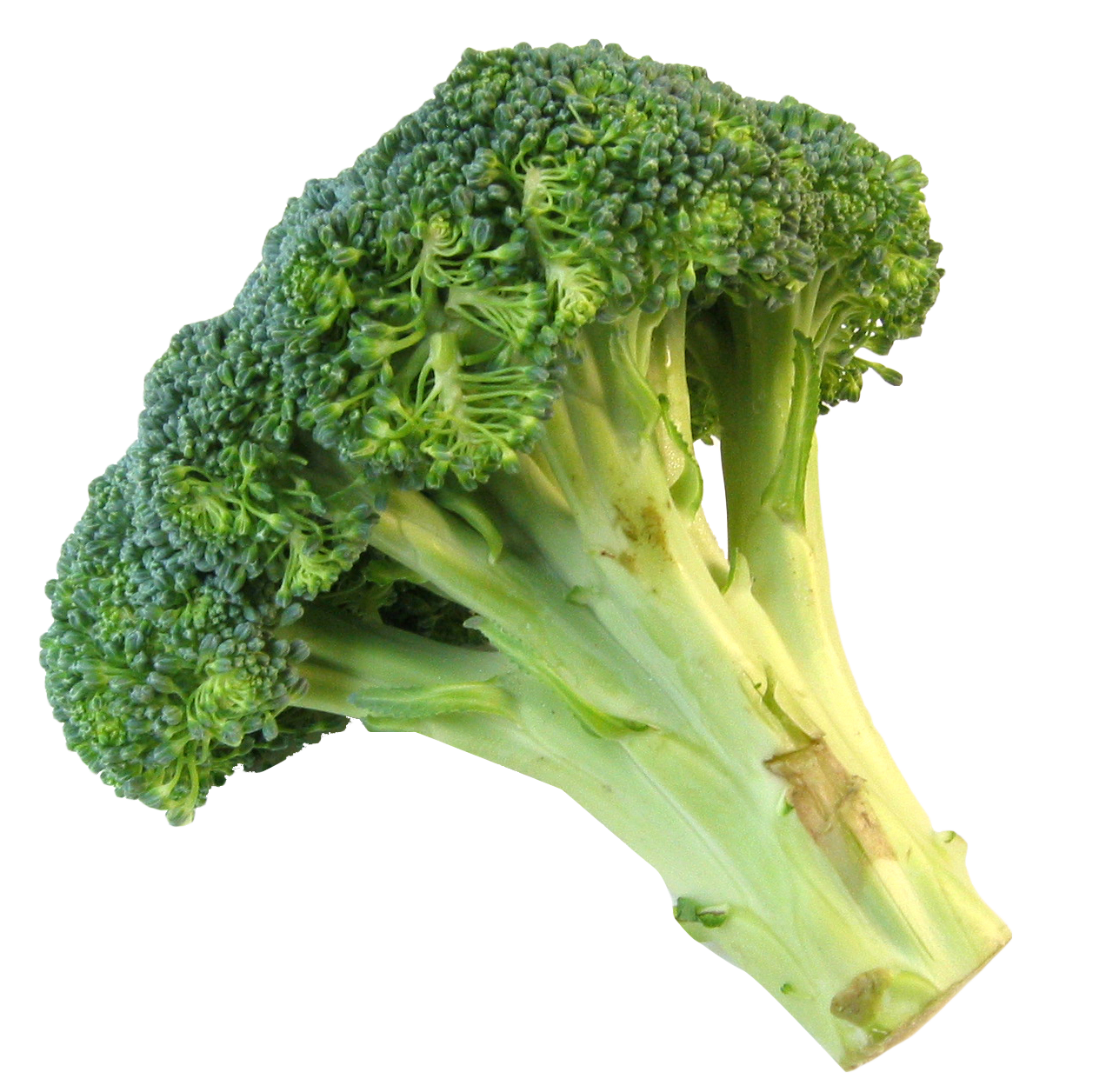 Fresh Broccoli Stalk