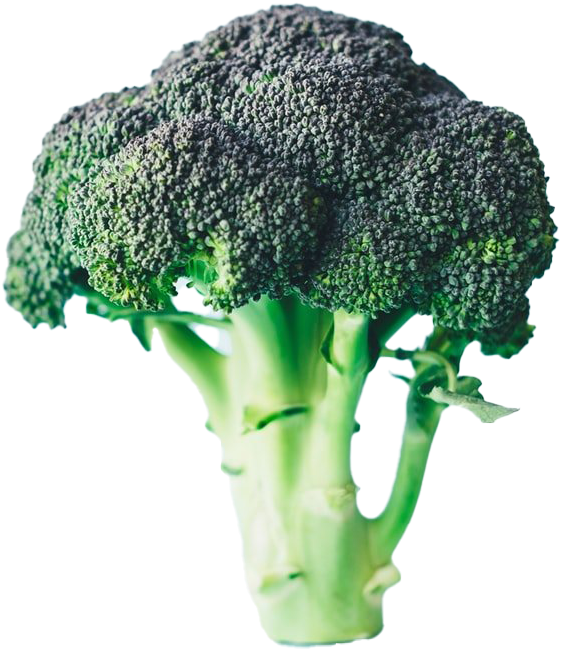 Fresh Broccoli Stalk Isolated