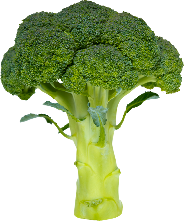 Fresh Broccoli Stalk Isolated