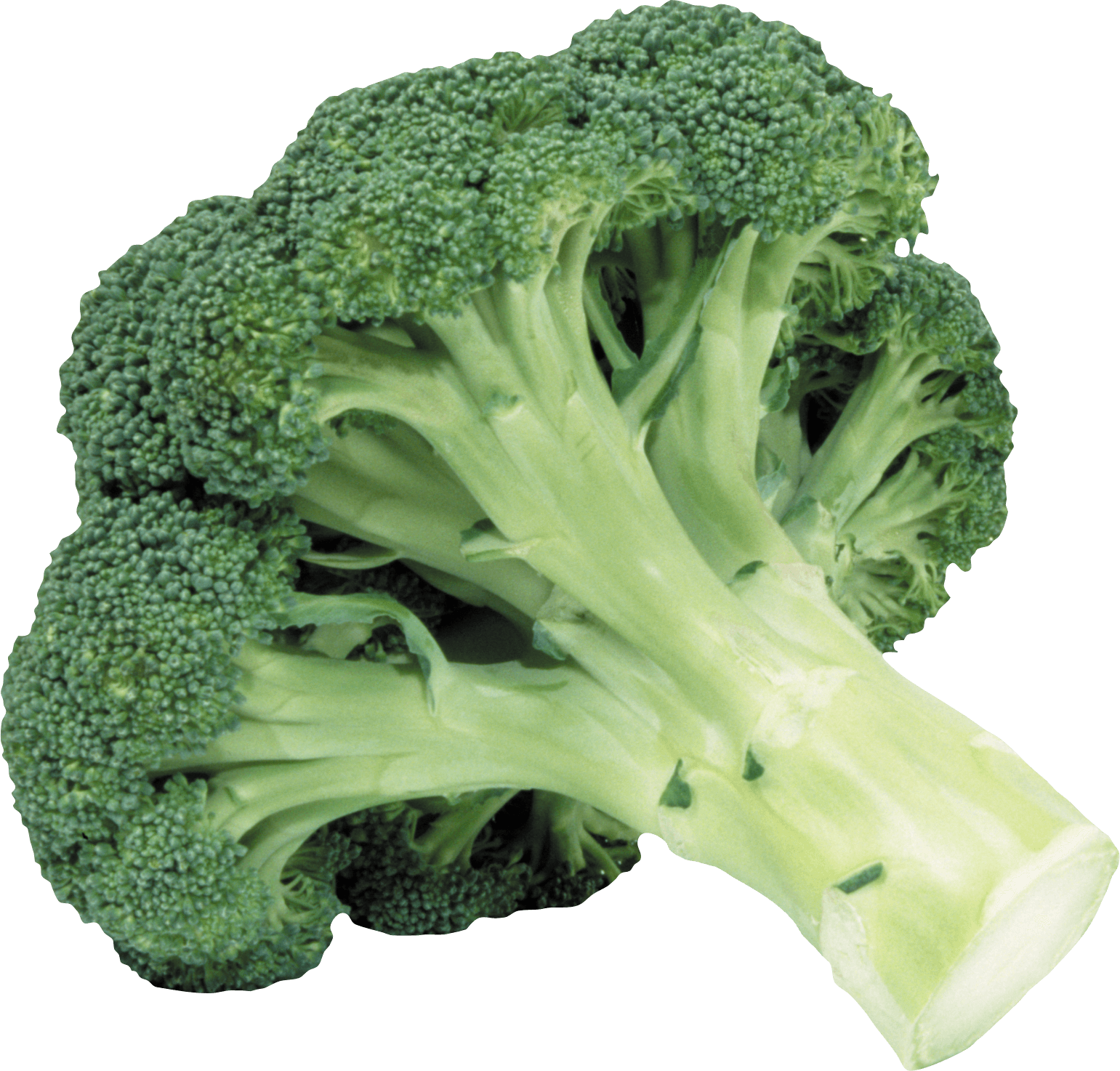 Fresh Broccoli Stalk